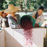 The women of Behind The Leaf pouring fresh coffee cherries for sorting and processing in Pinlaung township, Myanmar