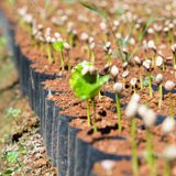 Coffee seedlings in small pots arranged in rows on a bed of soil.