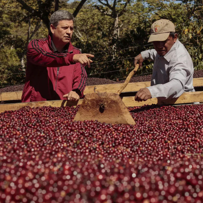 Producer Mauricio Salaverria and an employee sorting red coffee berries on outdoor drying beds.