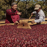Producer Mauricio Salaverria and an employee sorting red coffee berries on outdoor drying beds.