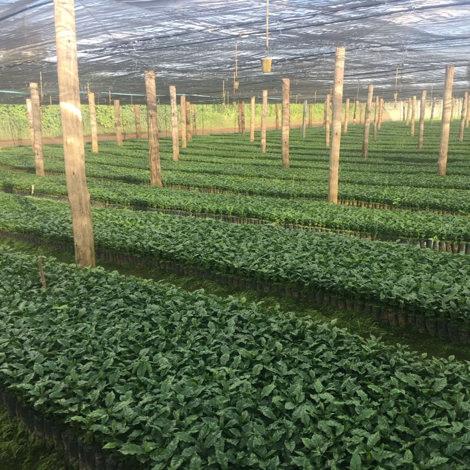 Blackwall Estate Espresso | Brazil