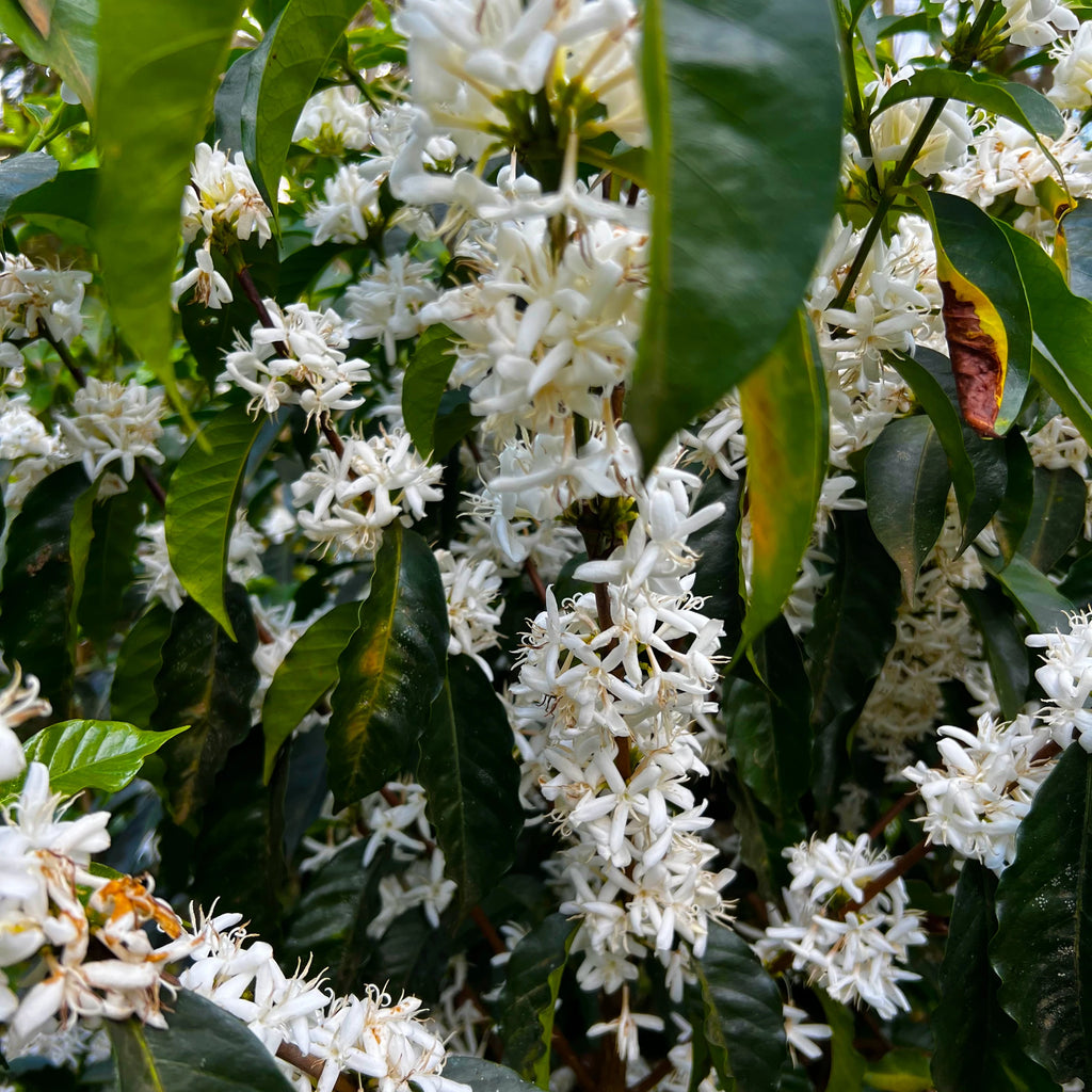 Mohammed Ali | DEADSTOCK