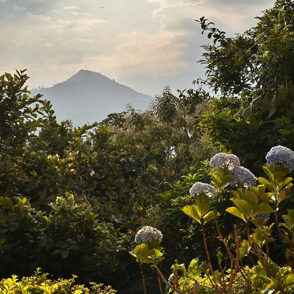 Scenic view of a mountain with trees and flowers in the foreground