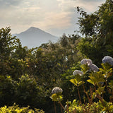 Scenic view of a mountain with trees and flowers in the foreground