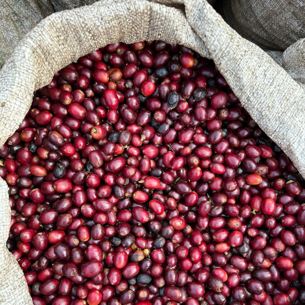 Sack filled with coffee cherries