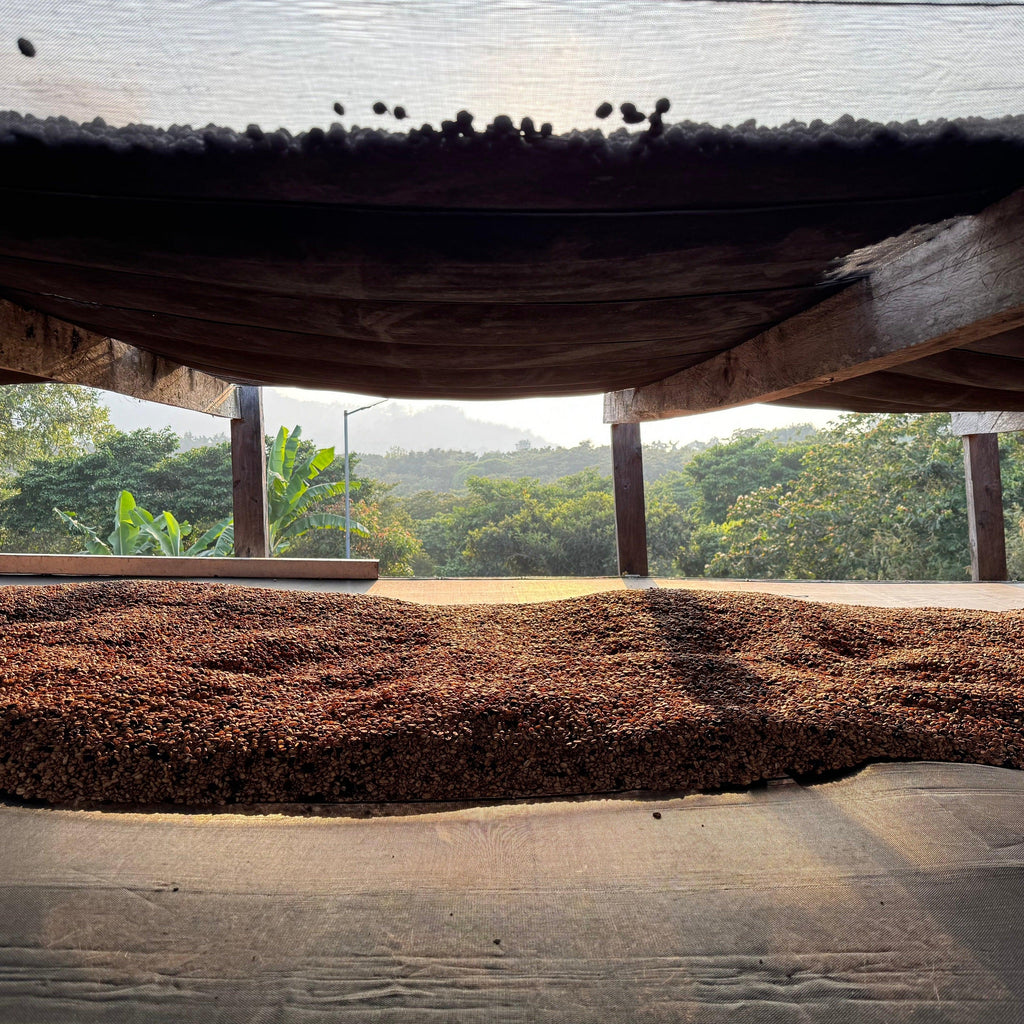 Coffee covered drying beds with a view of trees and sky