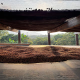 Coffee covered drying beds with a view of trees and sky