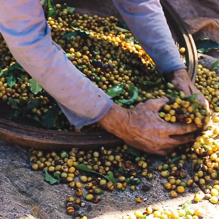 Sítio Chico Amado Espresso | DEADSTOCK