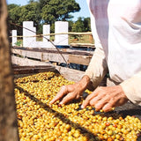 Sítio Chico Amado Espresso | DEADSTOCK