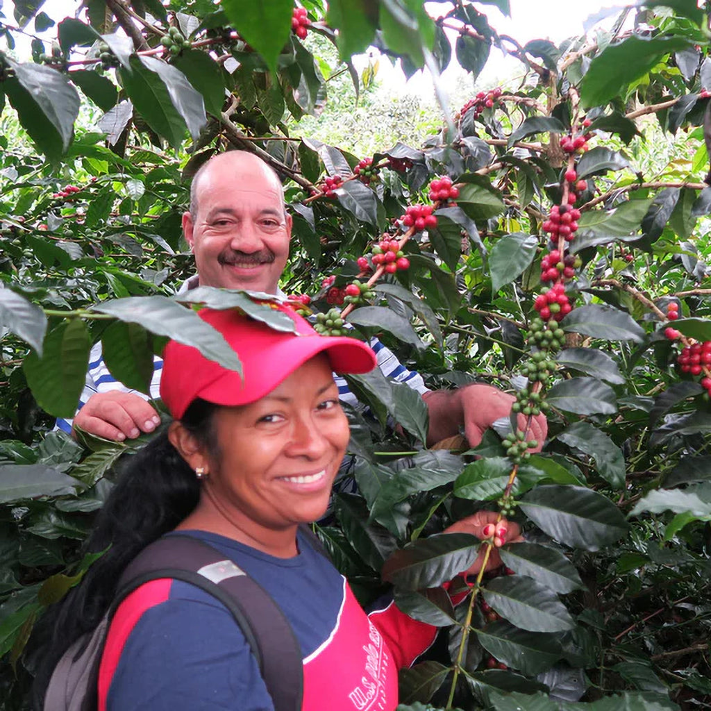 El Zafiro  | DEADSTOCK