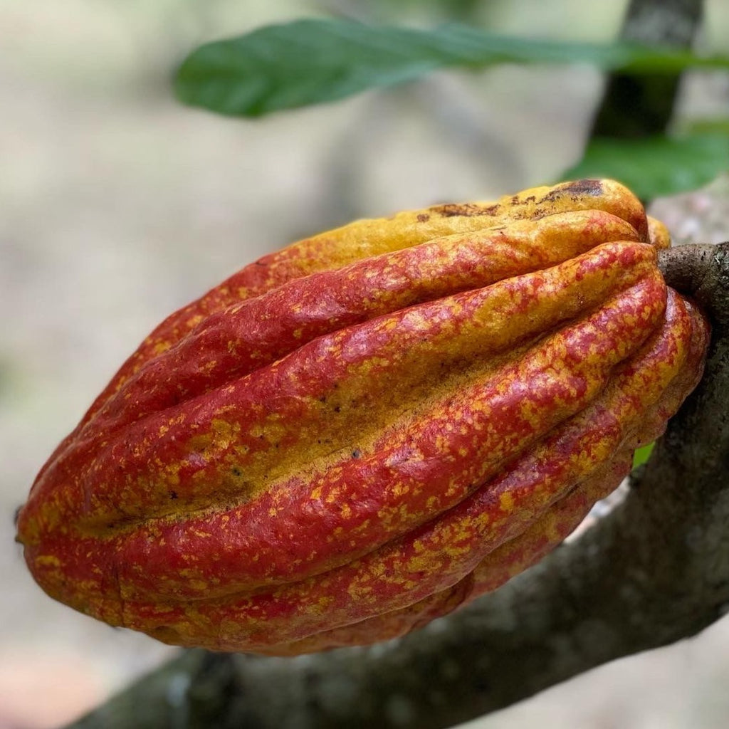 Colombian Drinking Chocolate
