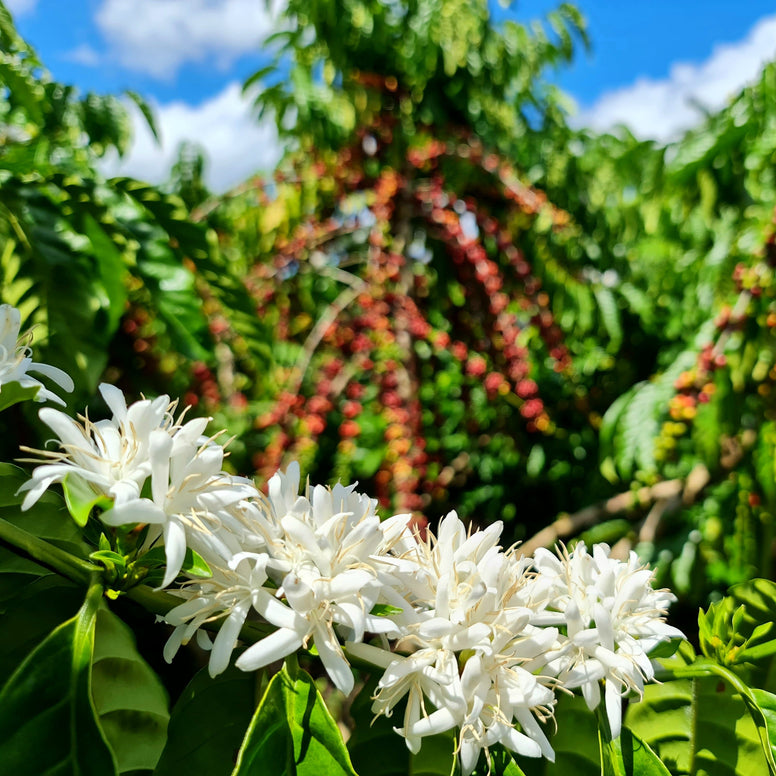 Naughty | Festive Coffee