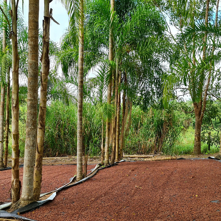 Naughty | Festive Coffee