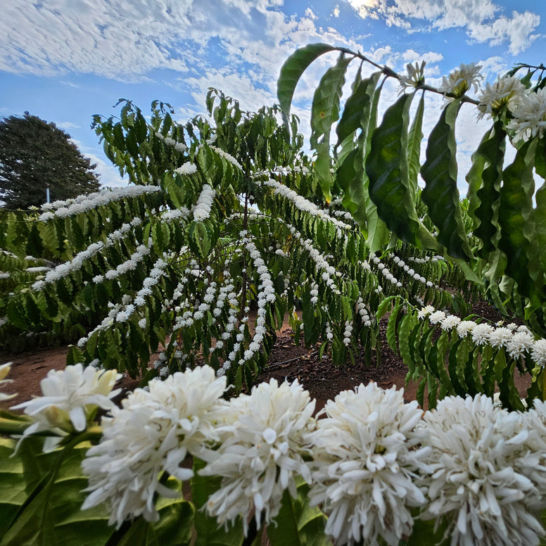 Naughty | Festive Coffee