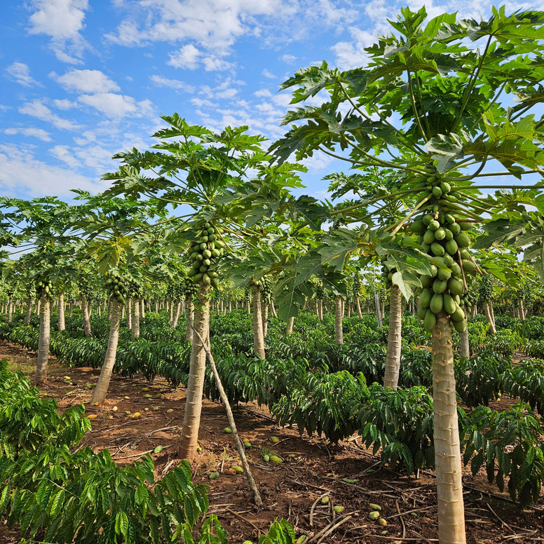 Naughty | Festive Coffee