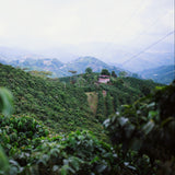 Watermelon | Colombia