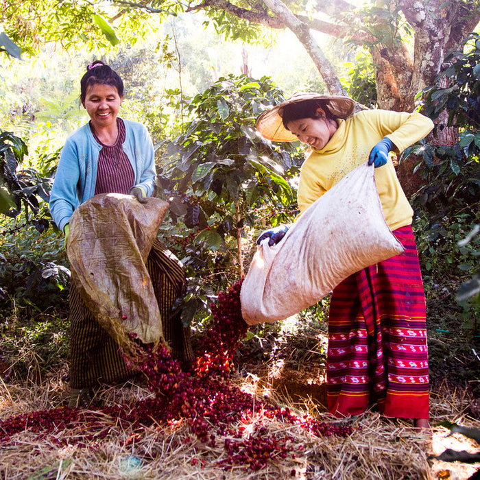 Blackwall Estate Espresso | Myanmar