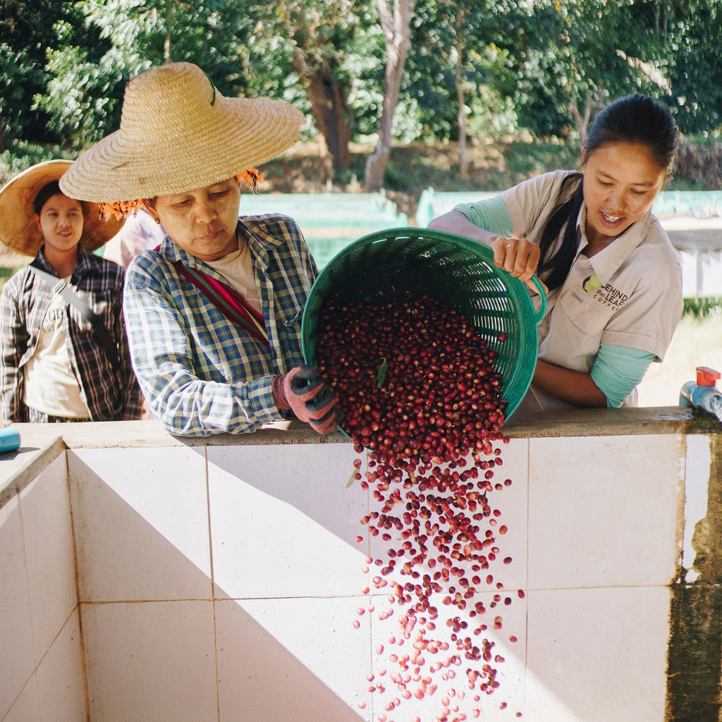 The women of Behind The Leaf pouring fresh coffee cherries for sorting and processing in Pinlaung township, Myanmar