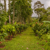 Colombian Drinking Chocolate