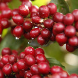 Blackwall Estate Espresso | Brazil