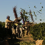 Blackwall Estate Espresso | Brazil