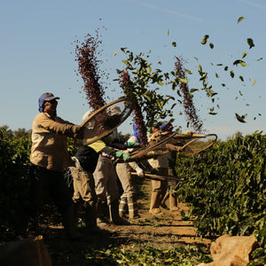 Blackwall Estate Espresso | Brazil