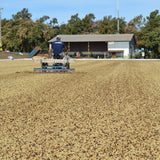 Blackwall Estate Espresso | Brazil