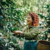 Myanmarese woman harvesting coffee beans in a coffee plantation