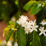 Curupira | Brazil