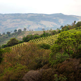 Curupira | Brazil