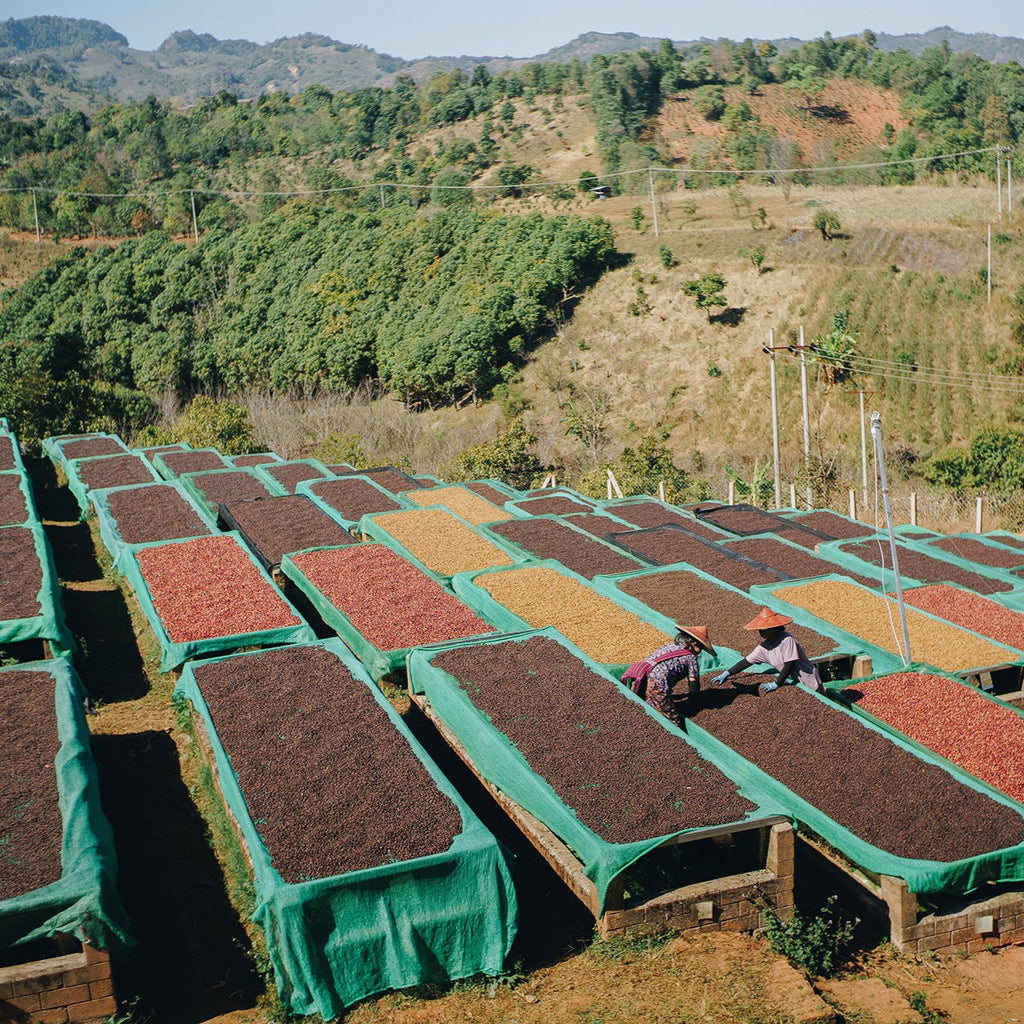 Two women drying coffee cherries on raised beds against the hilly backdrop of Pinlaung township, Myanmar