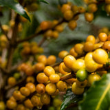 Blackwall Estate Espresso | Peru