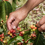 Blackwall Estate Espresso | Peru