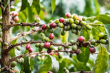 Gatomboya | Kenya