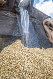 Gatomboya | Kenya