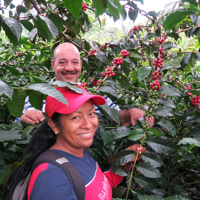 Nice | Festive Coffee